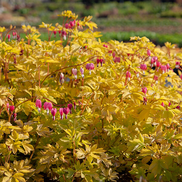 3250595_dicentra_yellow_leaf_09