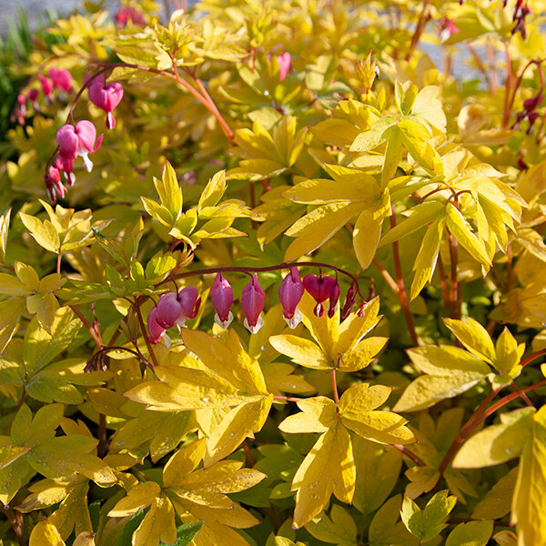 3250595_dicentra_yellow_leaf_10