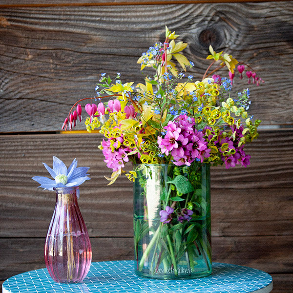 3250595_dicentra_yellow_leaf_12