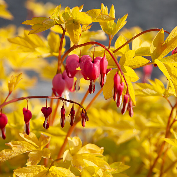 3250595_dicentra_yellow_leaf_13