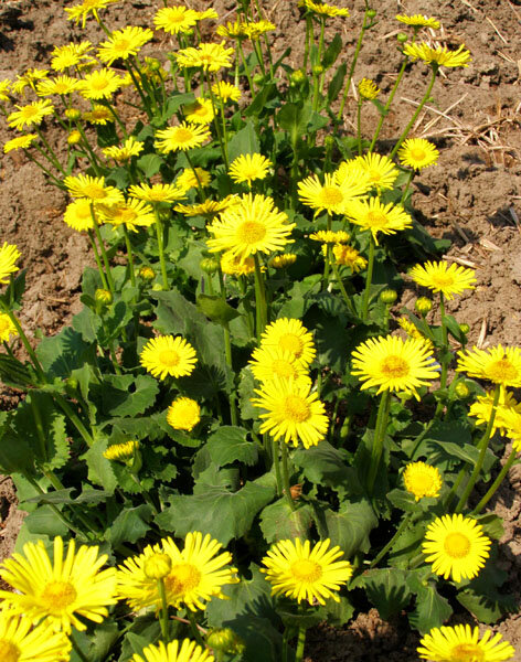 2240166_doronicum_leonardo_compact_01