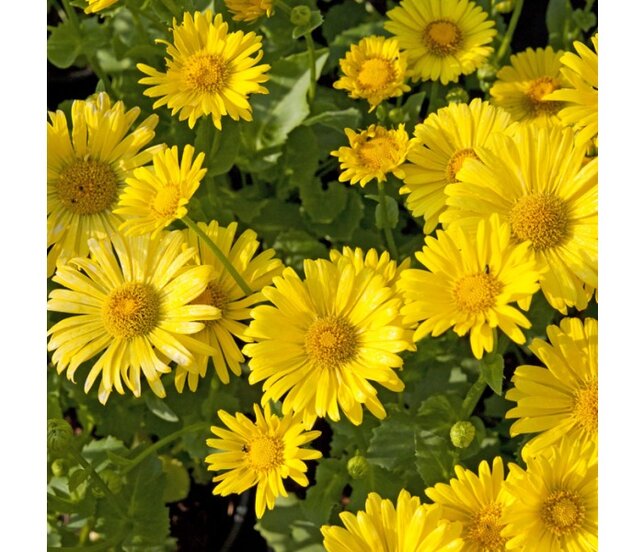 2240166_doronicum_leonardo_compact_02