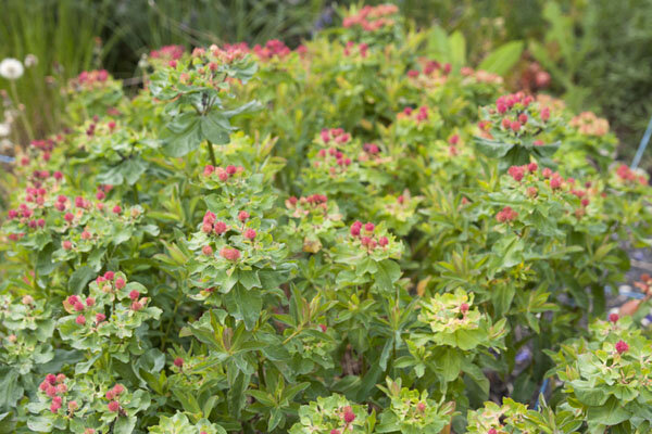 7250658_euphorbia_polychroma_01