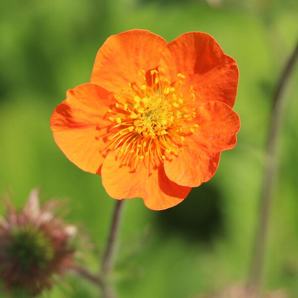 03201680_geum_borisii_01