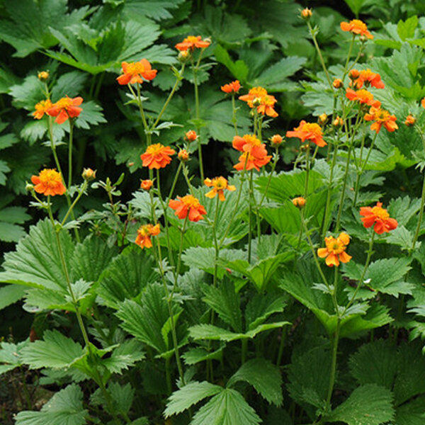 03201680_geum_borisii_02