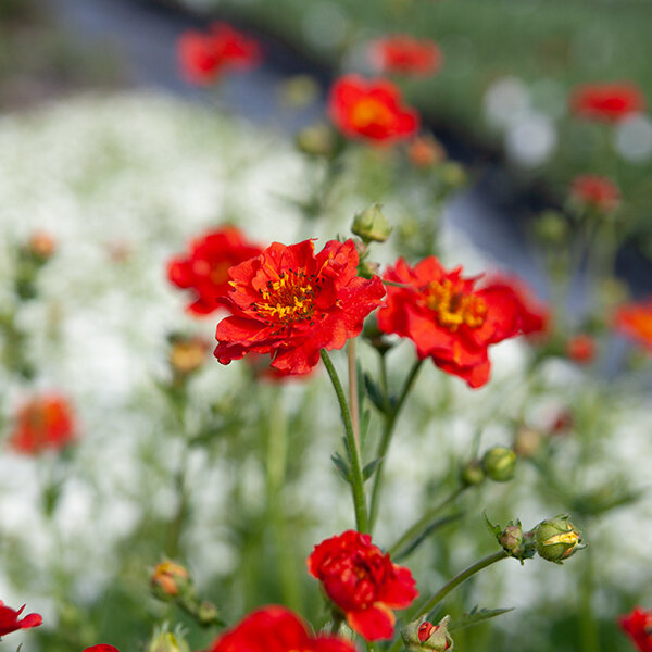 2231357_geum_mrs_bradshaw_01