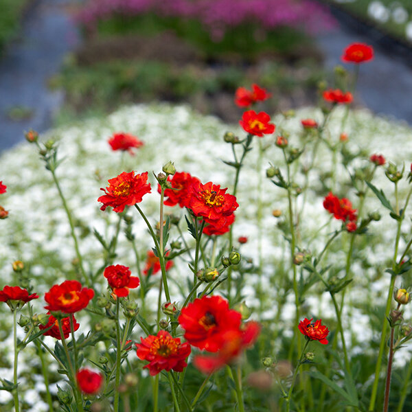 2231357_geum_mrs_bradshaw_06