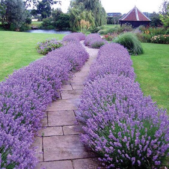 4250289_lavandula_hidcote_blue_02