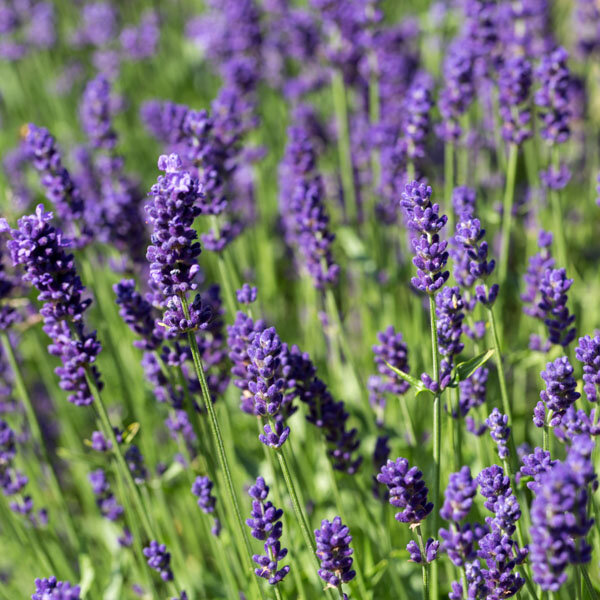 4250289_lavandula_hidcote_blue_04