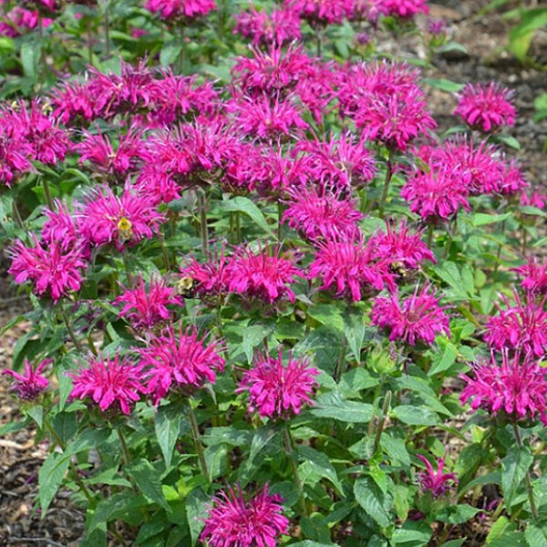 5212792_monarda_balmy_purple_01