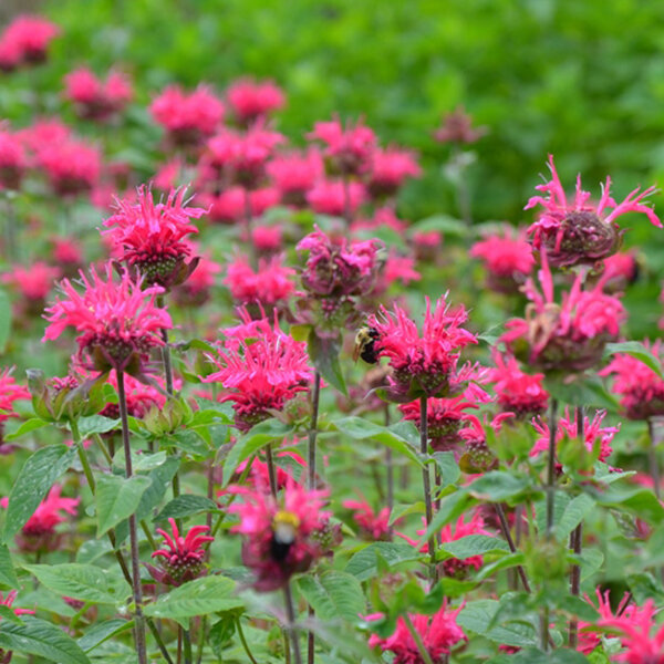 9252902_monarda_pink_lace_02