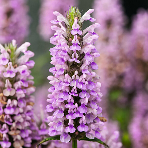 4240531_nepeta_pink_cat_02