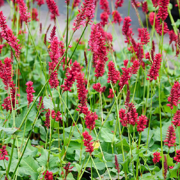7242330_persicaria_blackfield_01