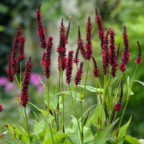 7242330_persicaria_blackfield_02