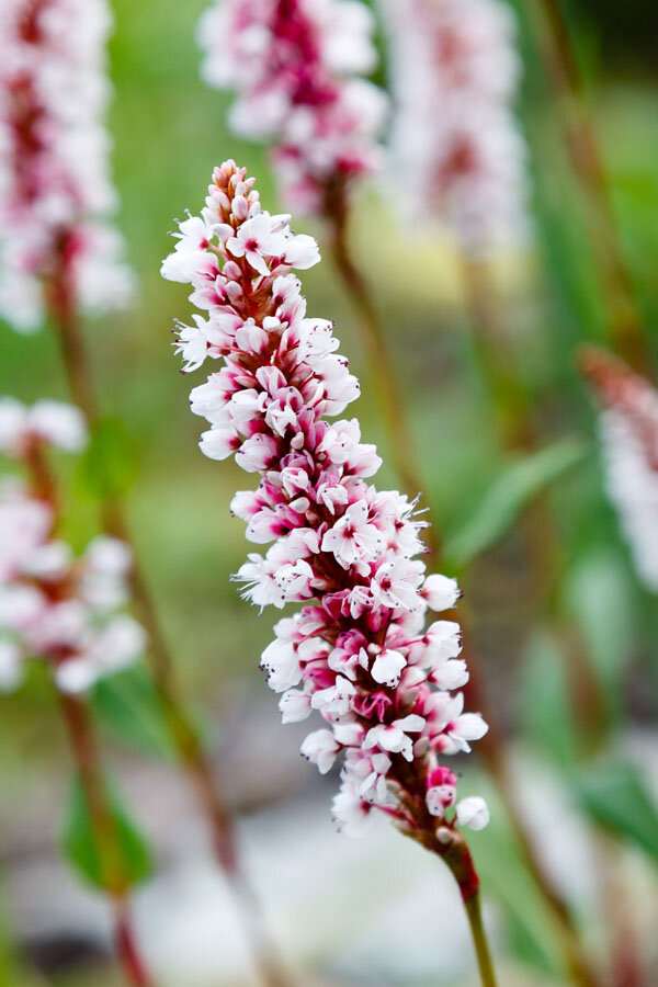 6250557_persicaria_darjeeling_red_01