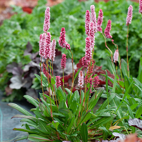 6250557_persicaria_darjeeling_red_04