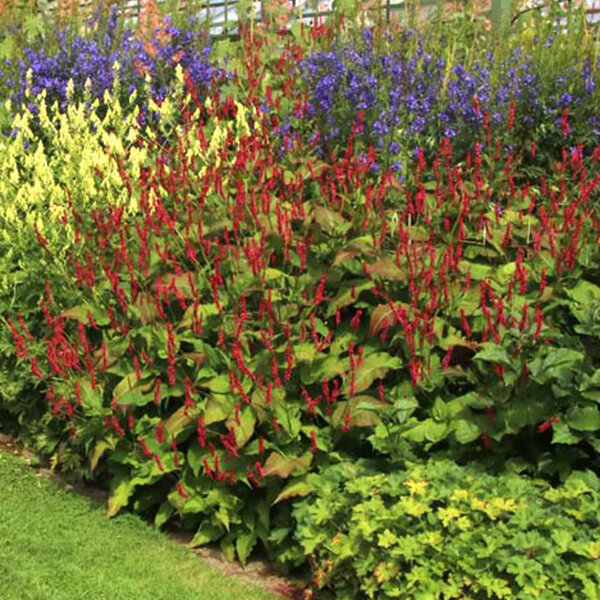 6252074_persicaria_fat_domino_02