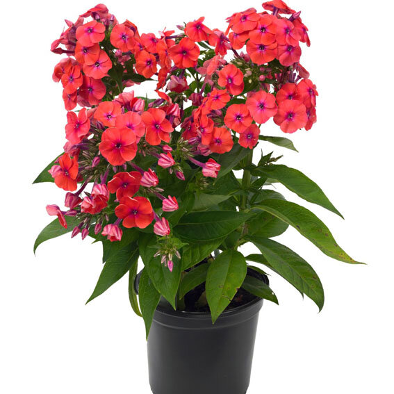 6230549_phlox_coral_flame_02