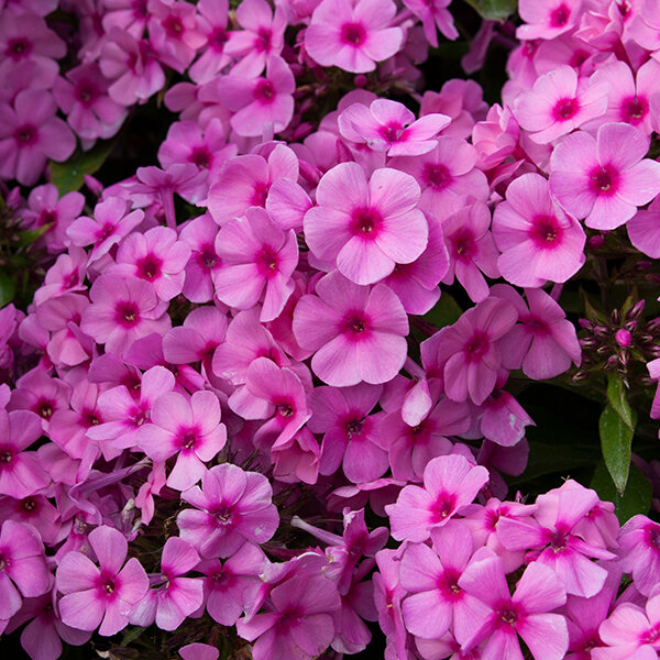 6223570_phlox_famous_pink_01