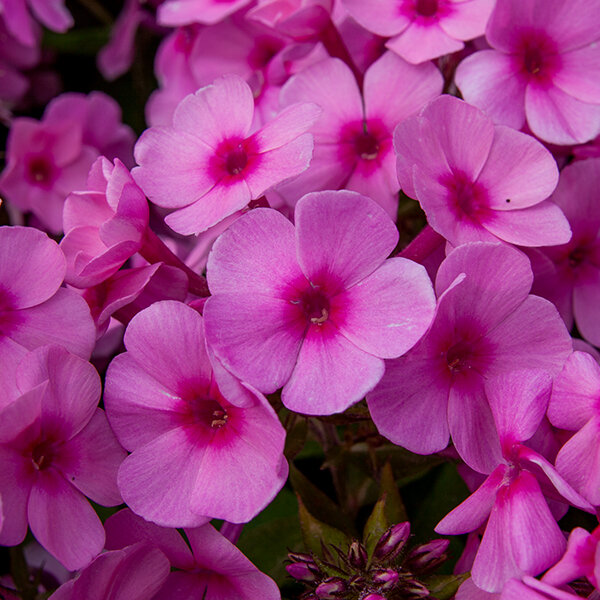 6223570_phlox_famous_pink_02