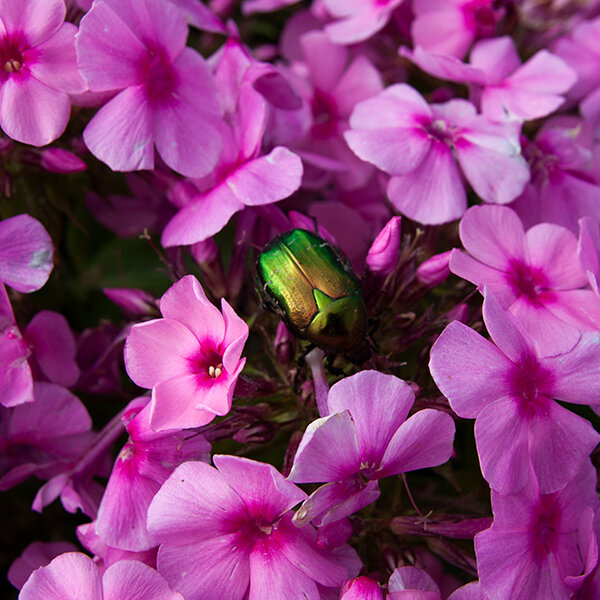 6223570_phlox_famous_pink_03