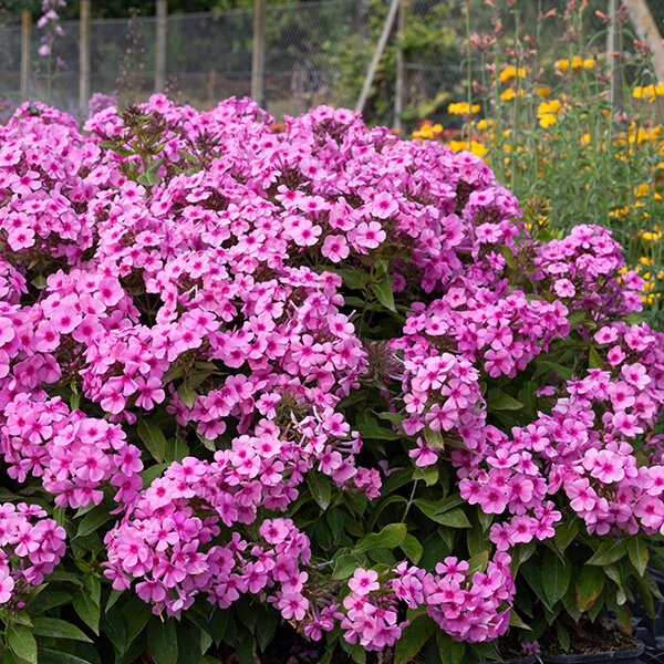 6223570_phlox_famous_pink_04