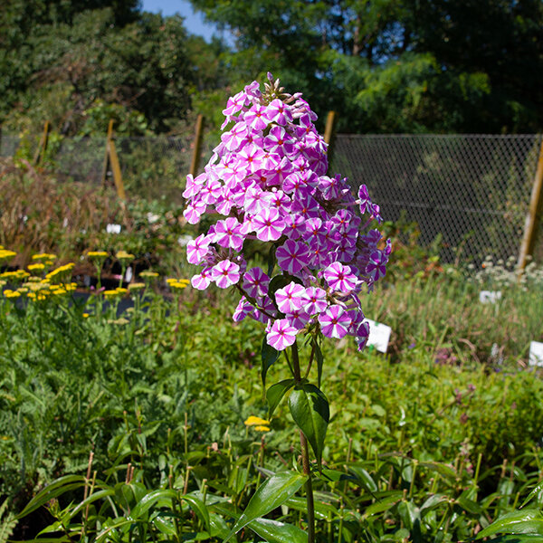 7244355_phlox_natascha_03