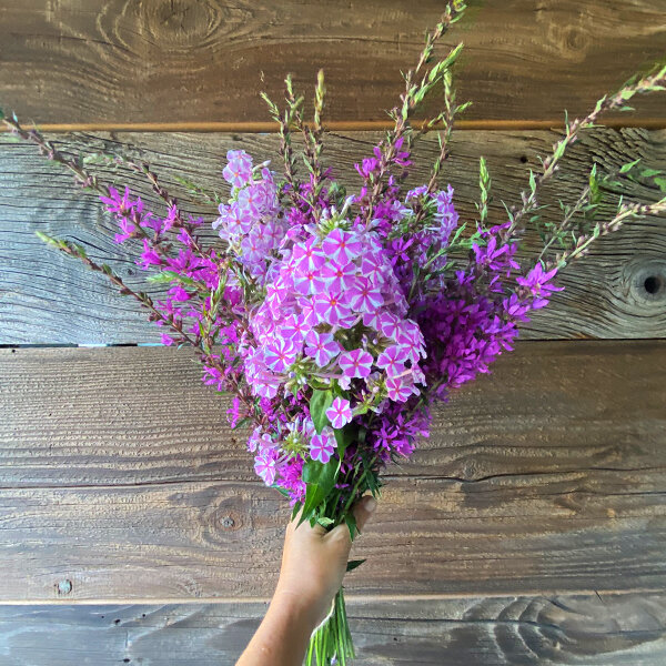 7244355_phlox_natascha_05