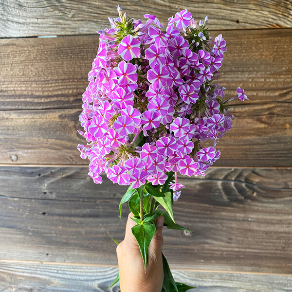 7244355_phlox_natascha_06