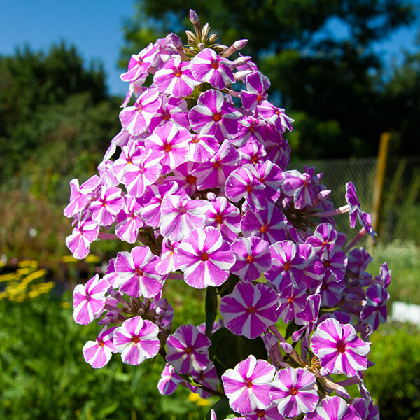 7244355_phlox_natascha_07