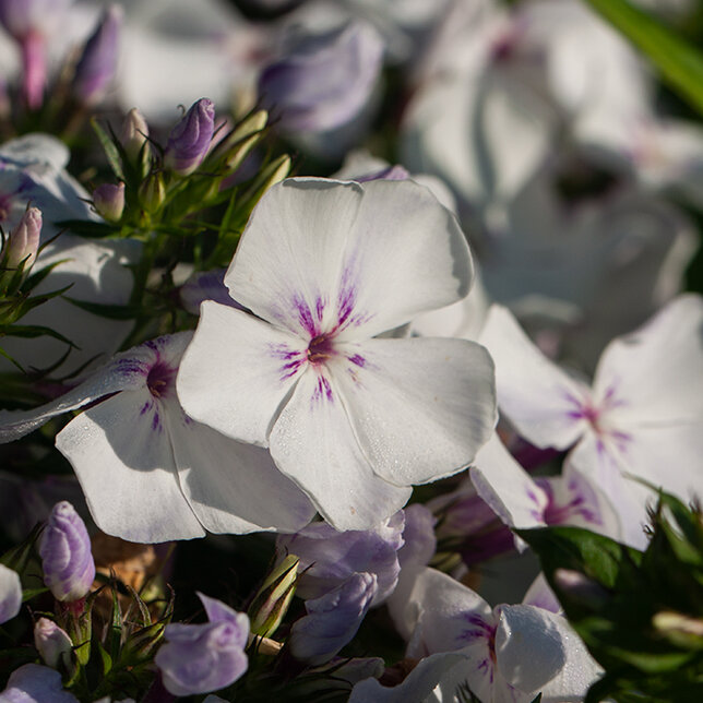 7220312_phlox_p_3