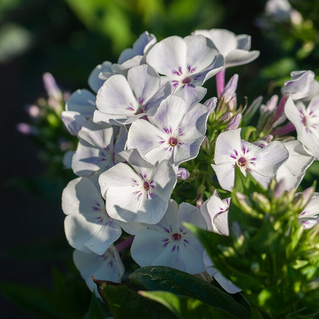 7220312_phlox_p_4