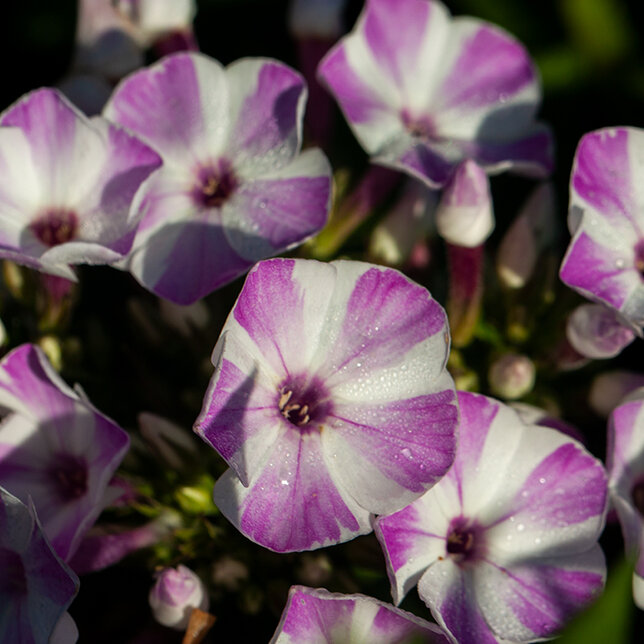 7223636_phlox_p_5