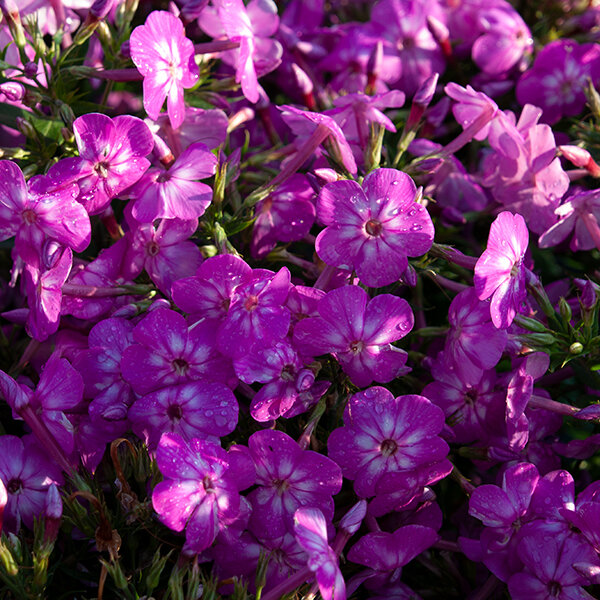 7222675_phlox_p_3