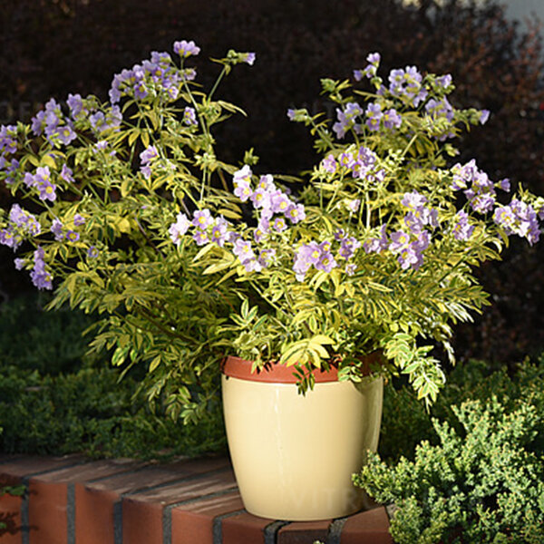 5212494_polemonium_lambrook_gold_01