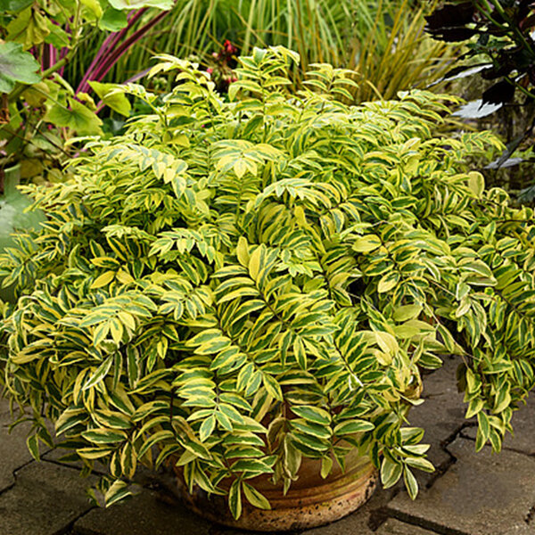 5212494_polemonium_lambrook_gold_02