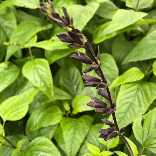 5243984_salvia_amistad_01