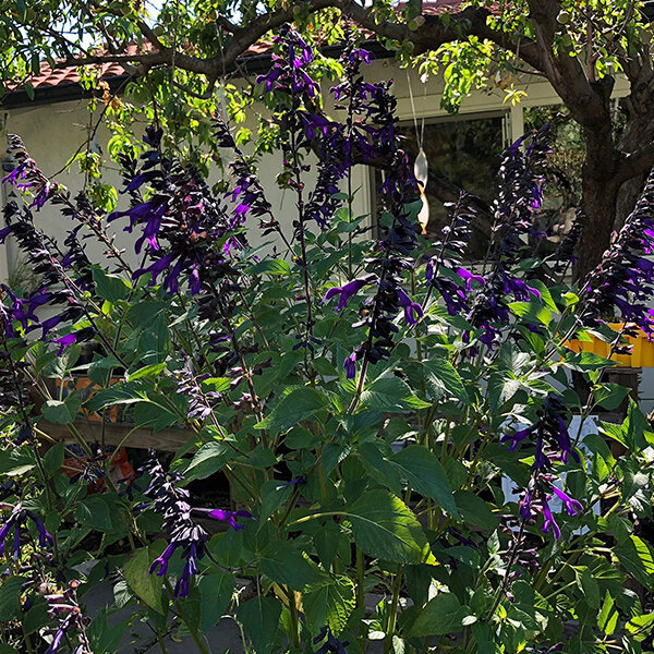 5243984_salvia_amistad_03