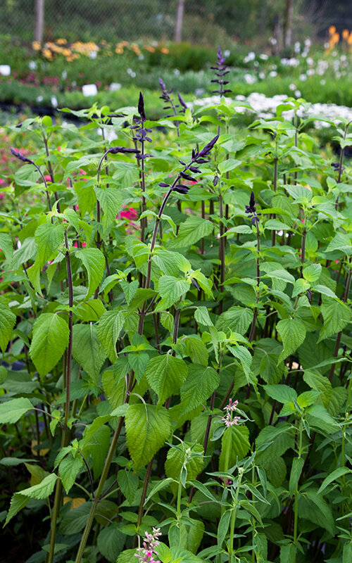 5243984_salvia_amistad_05