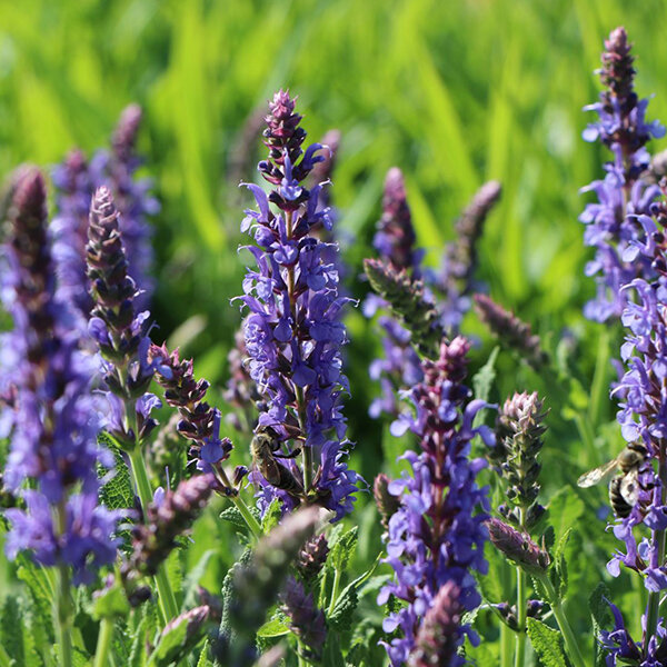 08201478_salvia_blauhugel_03