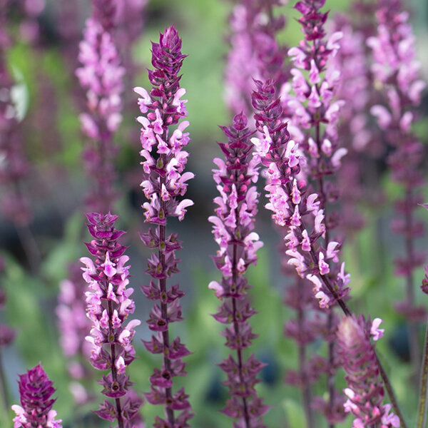 7254357_salvia_caradonna_pink_02
