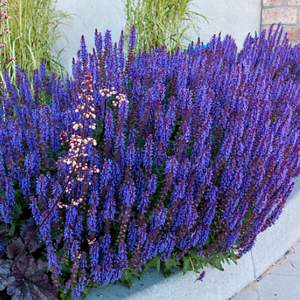 6210393_salvia_deep_blue_field_01