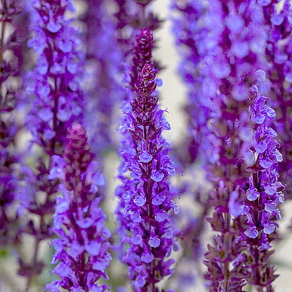 6210393_salvia_deep_blue_field_02