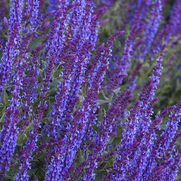 6210393_salvia_deep_blue_field_03