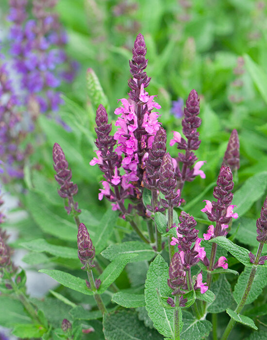 5222912_salvia_midnight_rose_01