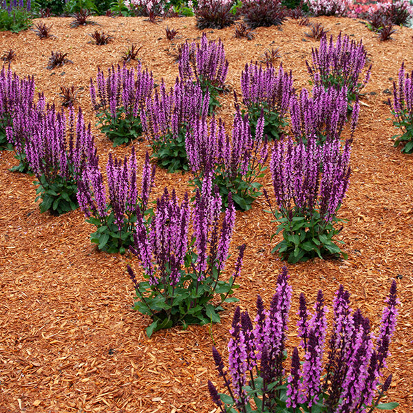 5222912_salvia_midnight_rose_02