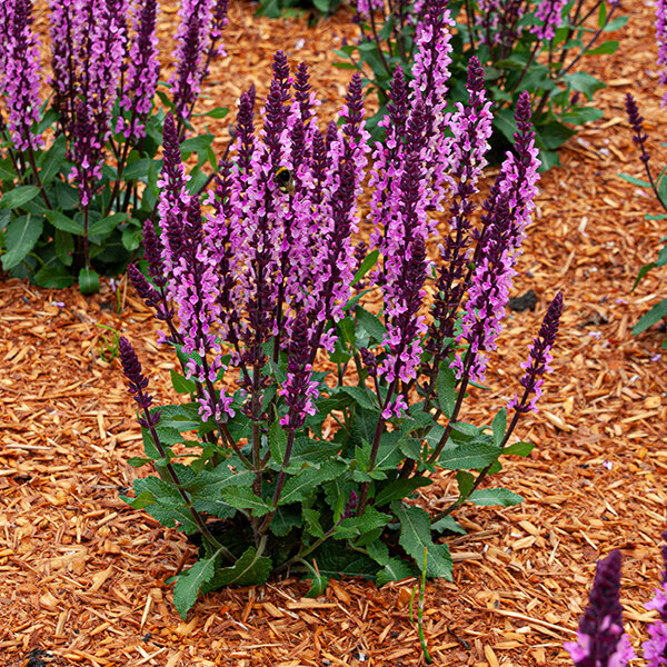 5222912_salvia_midnight_rose_03