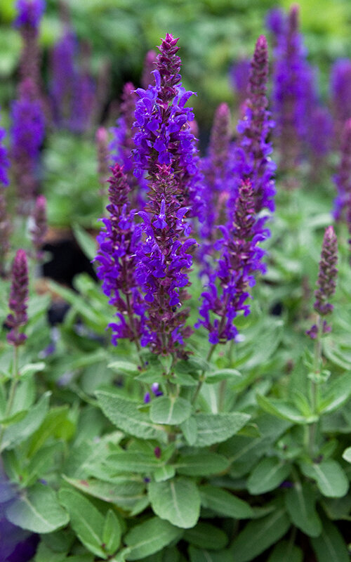 7250319_salvia_rianne_02