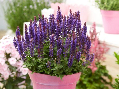 7221154_salvia_salute_deep_blue_01