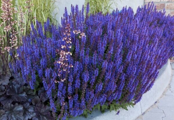 7221154_salvia_salute_deep_blue_02